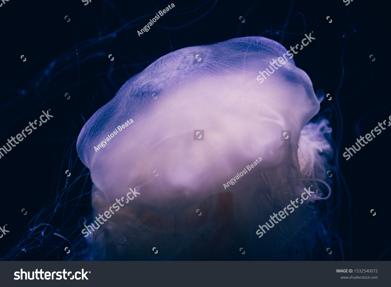 Closeup Details Ghost Jellyfish Stock Photo 1532540072 | Shutterstock