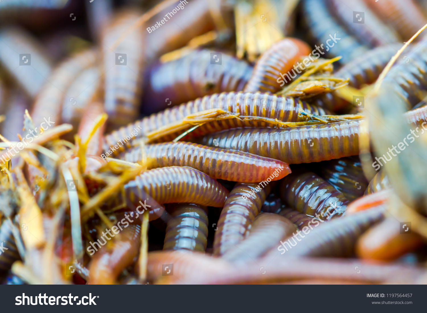 Close Earth Worm African Night Crawler Stock Photo 1197564457 ...