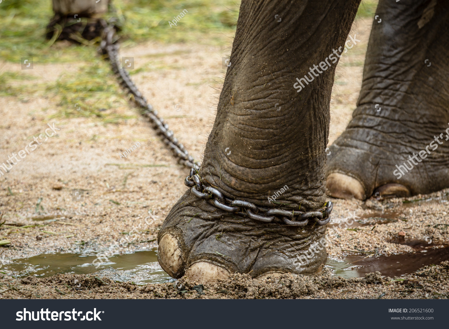 Close Elephant Legs Chains Stock Photo 206521600 - Shutterstock