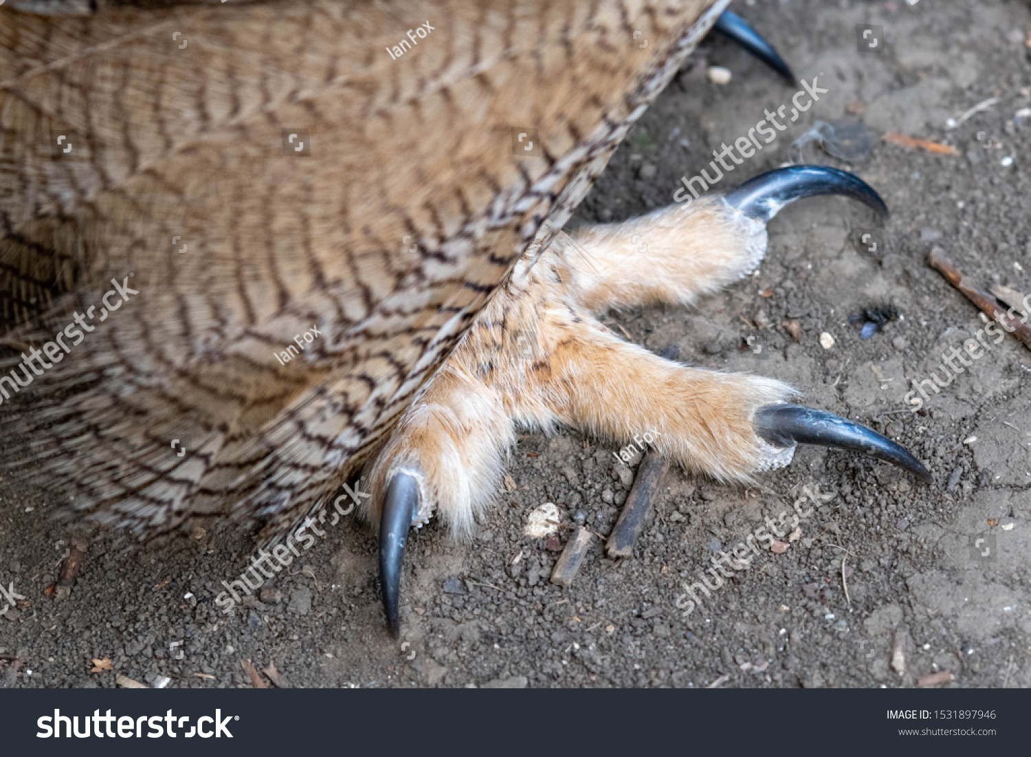 816 Owls feet Stock Photos, Images & Photography | Shutterstock