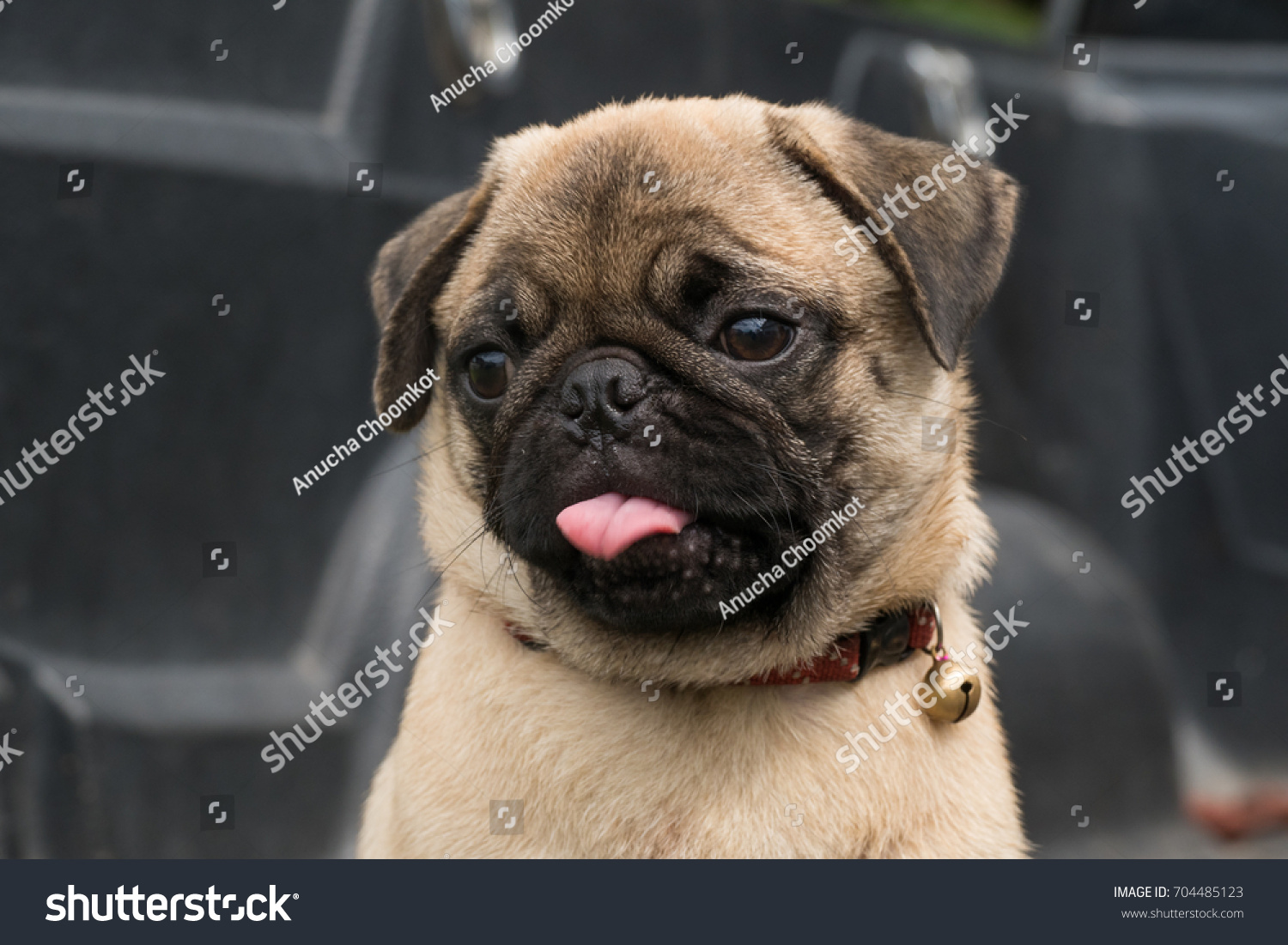 stock photo close up face of cute pug dog