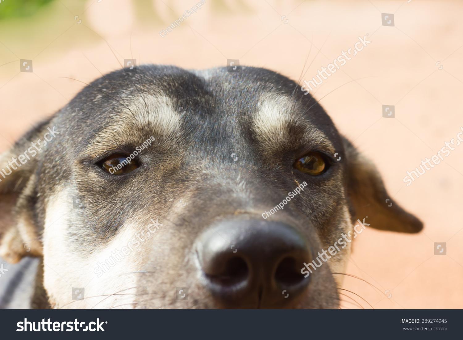 Close Face Grey Short Hair Dog Stock Photo Edit Now 289274945