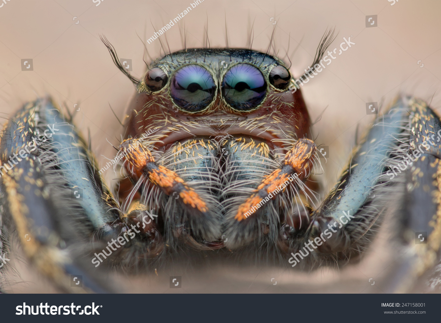 Closeup Face Jumper Spider Hyllus Keratodes Stock Photo (Edit Now ...