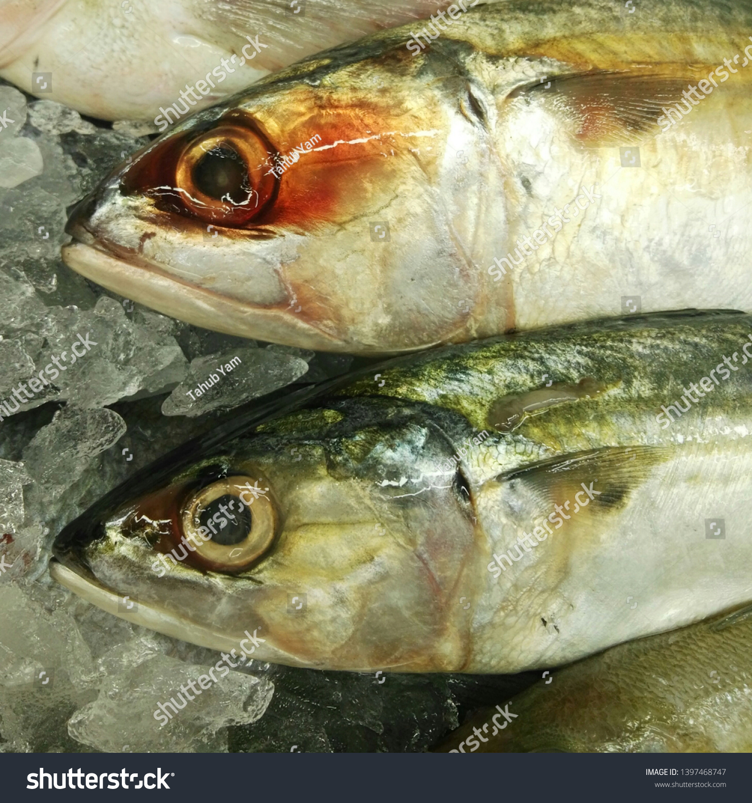 Closeup Fresh Mackerel Saba Fish On の写真素材 今すぐ編集