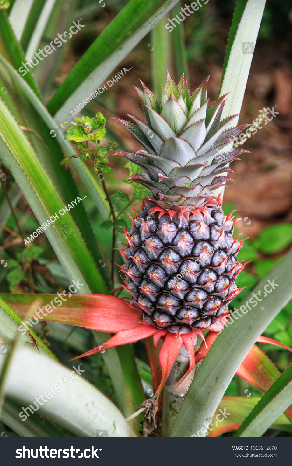 Pineapple rach the Celebration Dinner