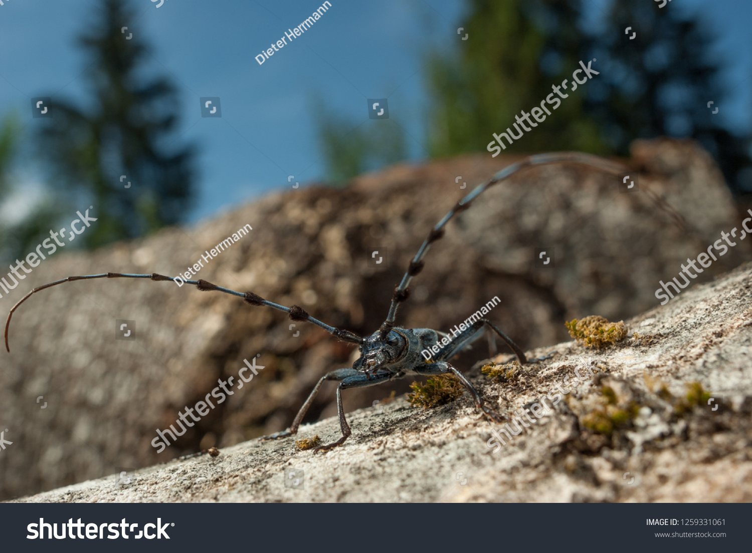 Closeup Worms Eye View Adult Male Stock Photo Edit Now 1259331061