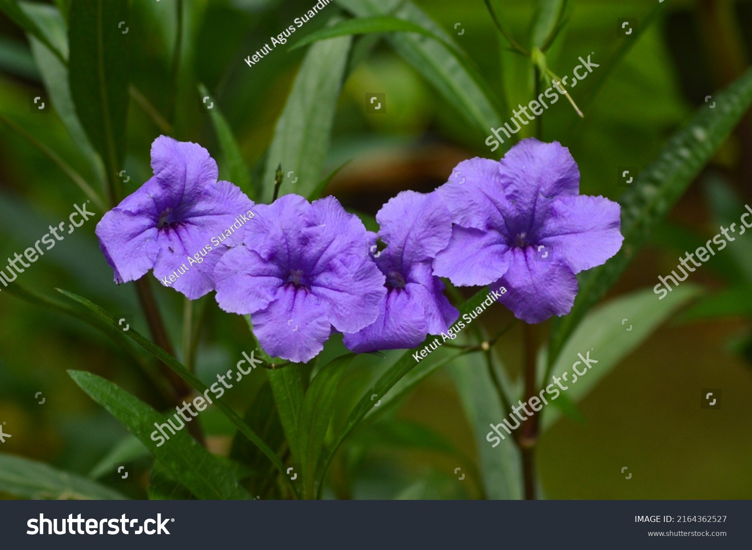 2,334 Ruellia simplex Stock Photos, Images & Photography | Shutterstock