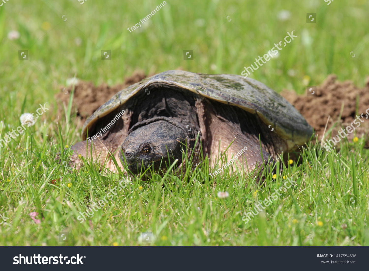 Close Front View Head Shell Large Stock Photo (Edit Now) 1417554536