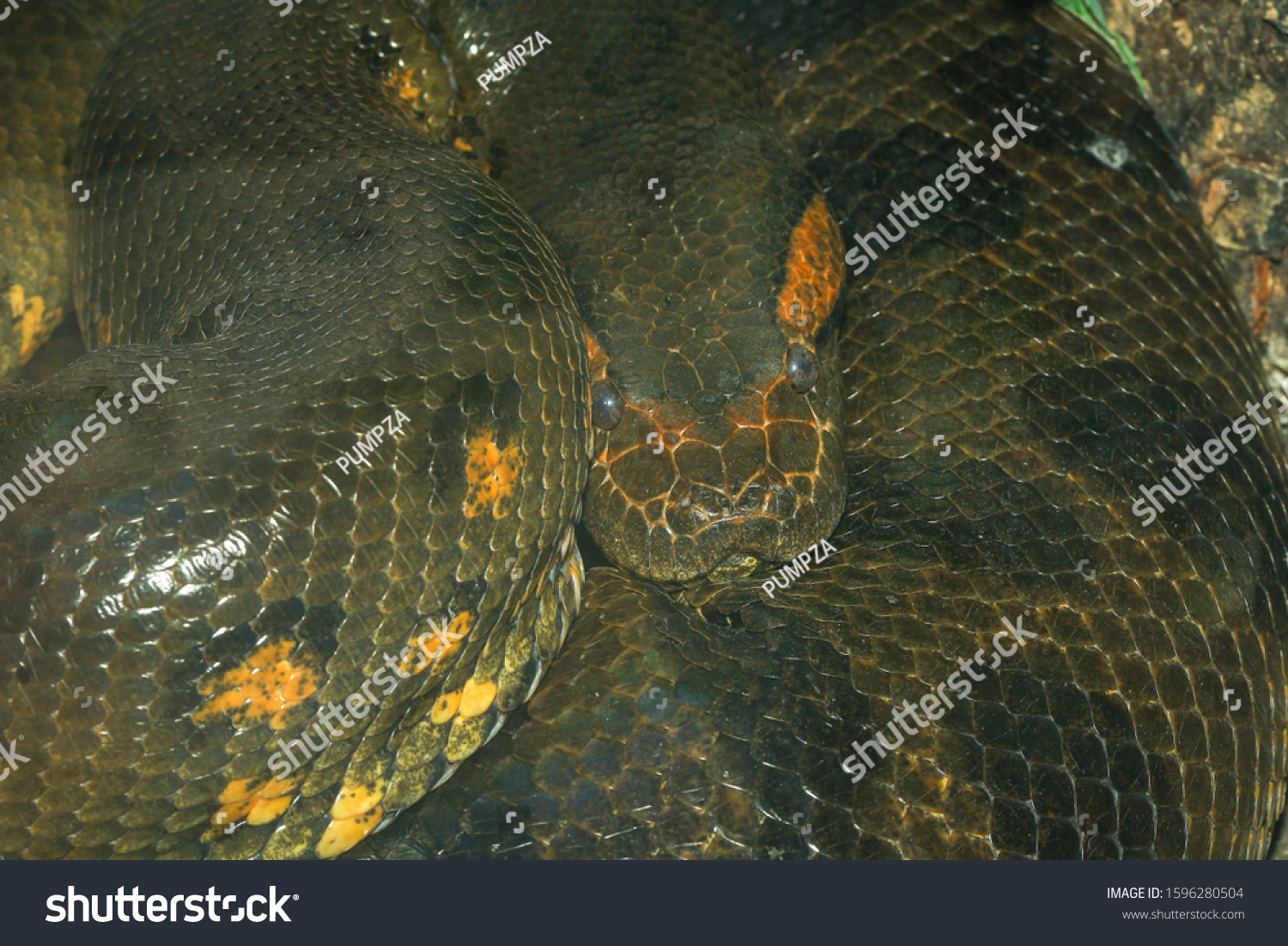 Close Green Anaconda Snake Biggest Snake Stock Photo 1596280504 ...