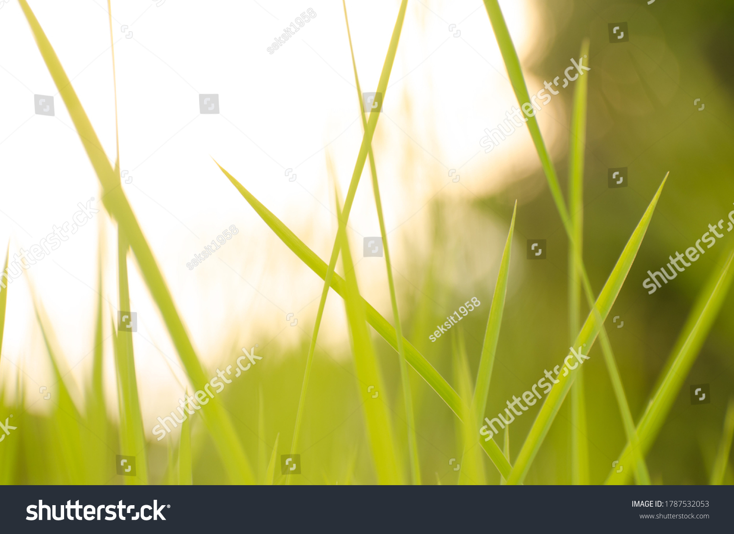 11,616 Grass zoom Images, Stock Photos & Vectors | Shutterstock