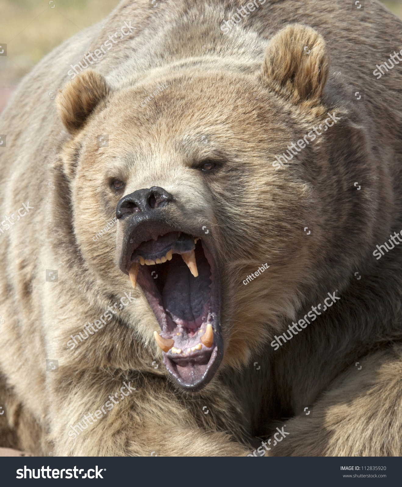 Close Up Head Shot Of Grizzly Bear With Mouth Open Stock Photo ...