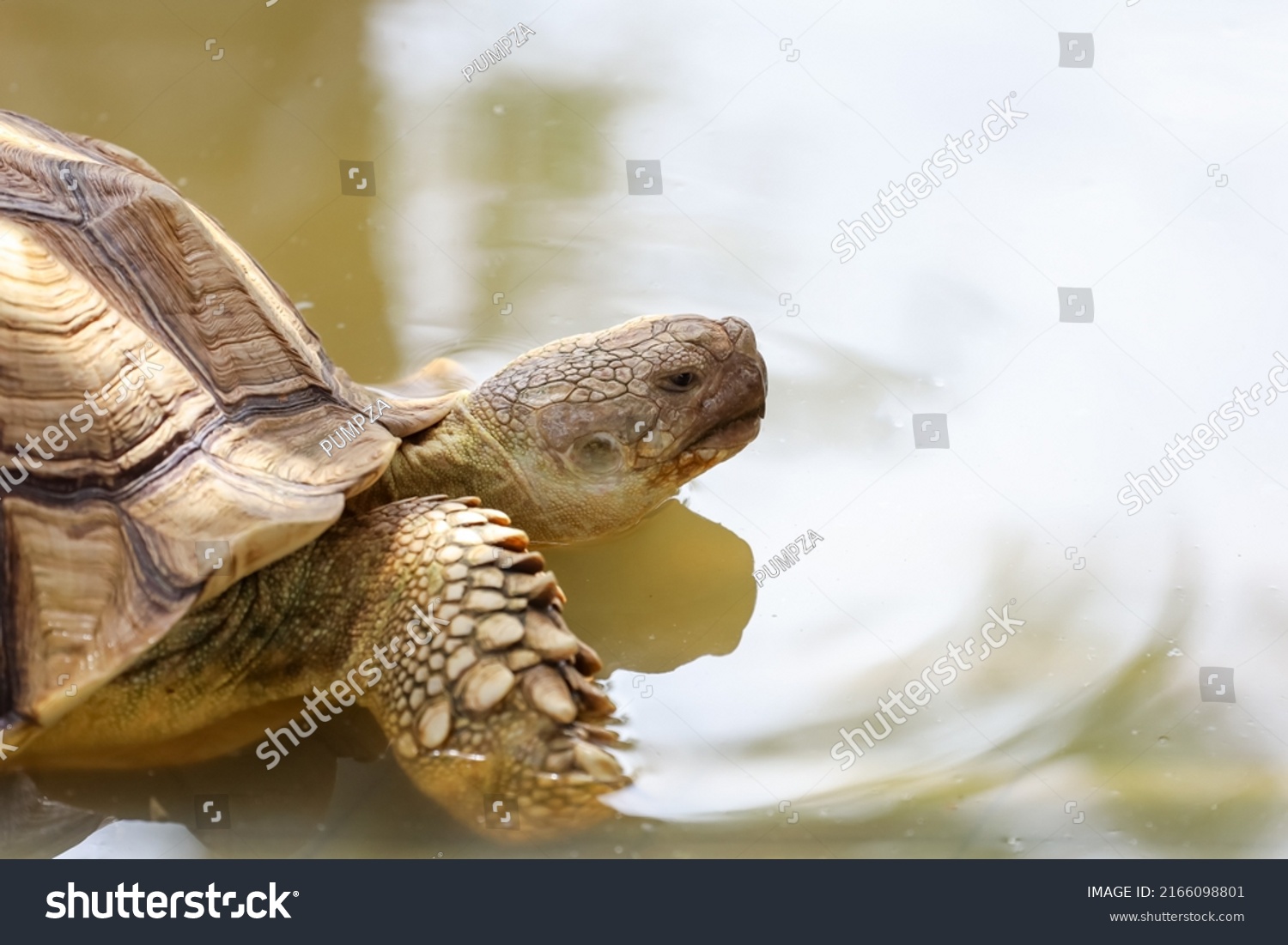 Close Head Big Sulcata Tortoise Mini Stock Photo 2166098801 | Shutterstock