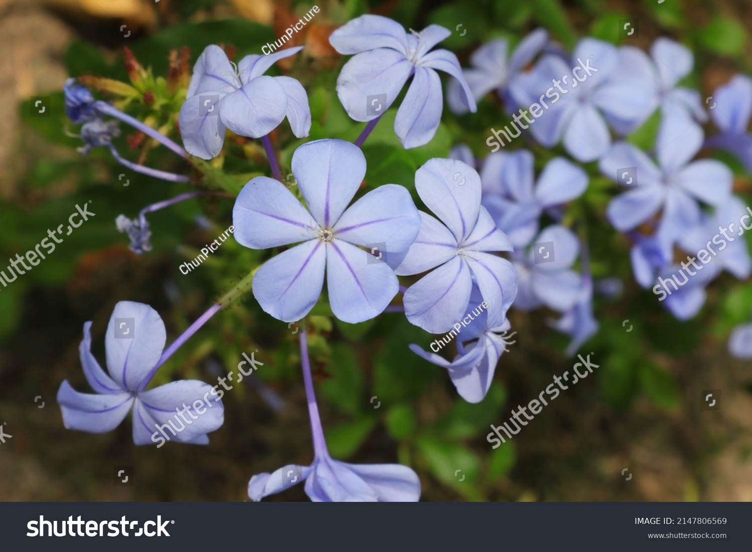 Closeup Image Blue Plumbago Flower Plumbago Stock Photo 2147806569 ...