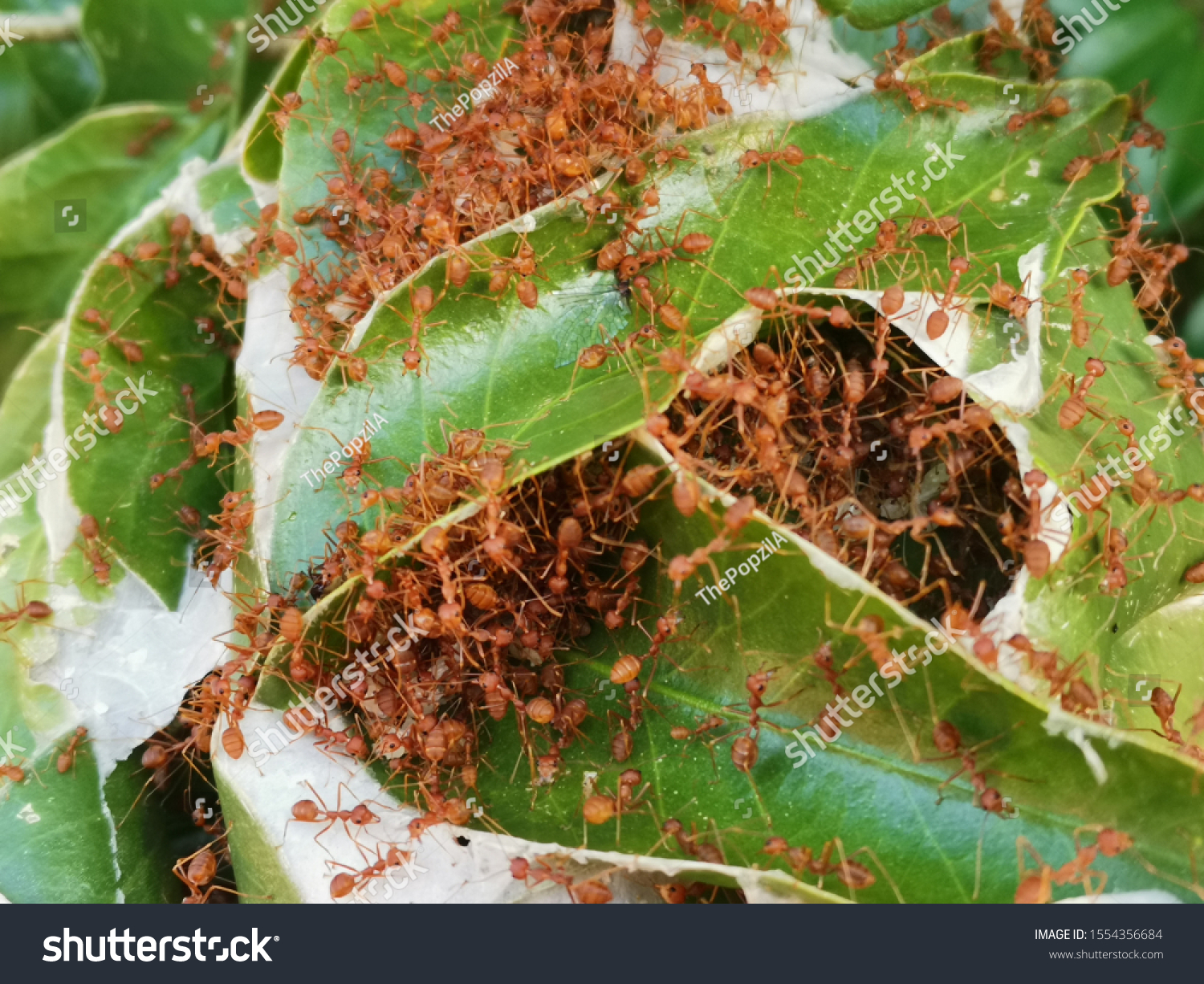 red ants nest