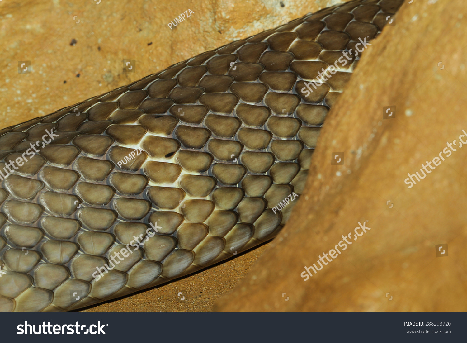 Close King Cobra Snake Skin Stock Photo 288293720 - Shutterstock