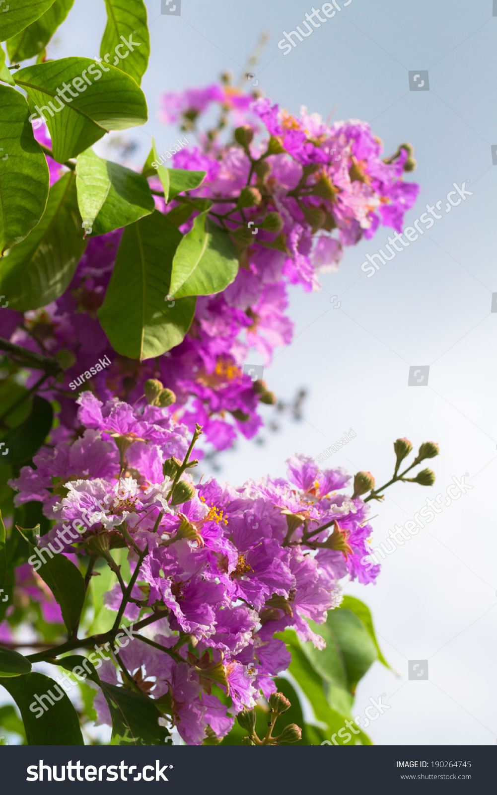 Close Lagerstroemia Floribunda Jack Flower Under Stock Photo 190264745 ...