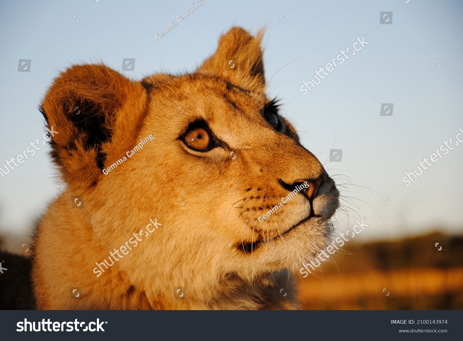 Close Lioness Cub Eyes Looking Blue Stock Photo 2100143974 | Shutterstock