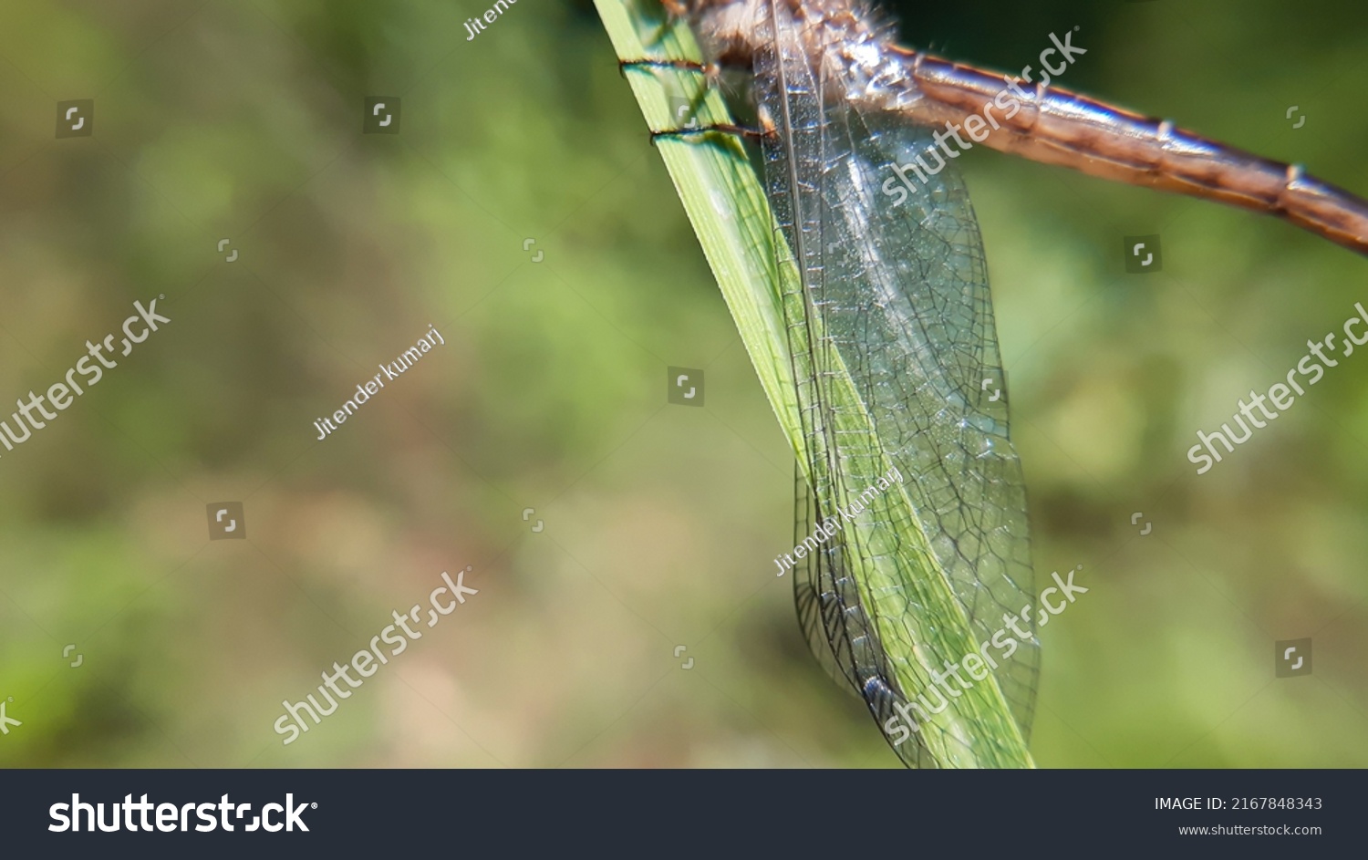 411件の Owlfly の画像 写真素材 ベクター画像 Shutterstock