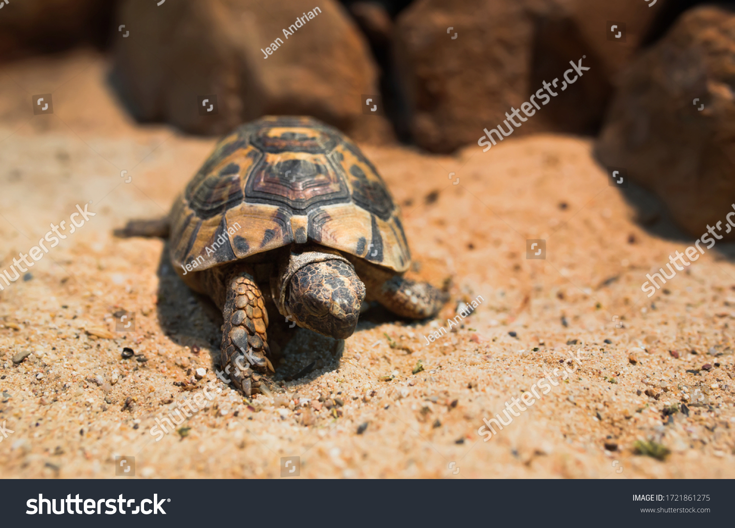 223,089 Crawl animals Images, Stock Photos & Vectors | Shutterstock