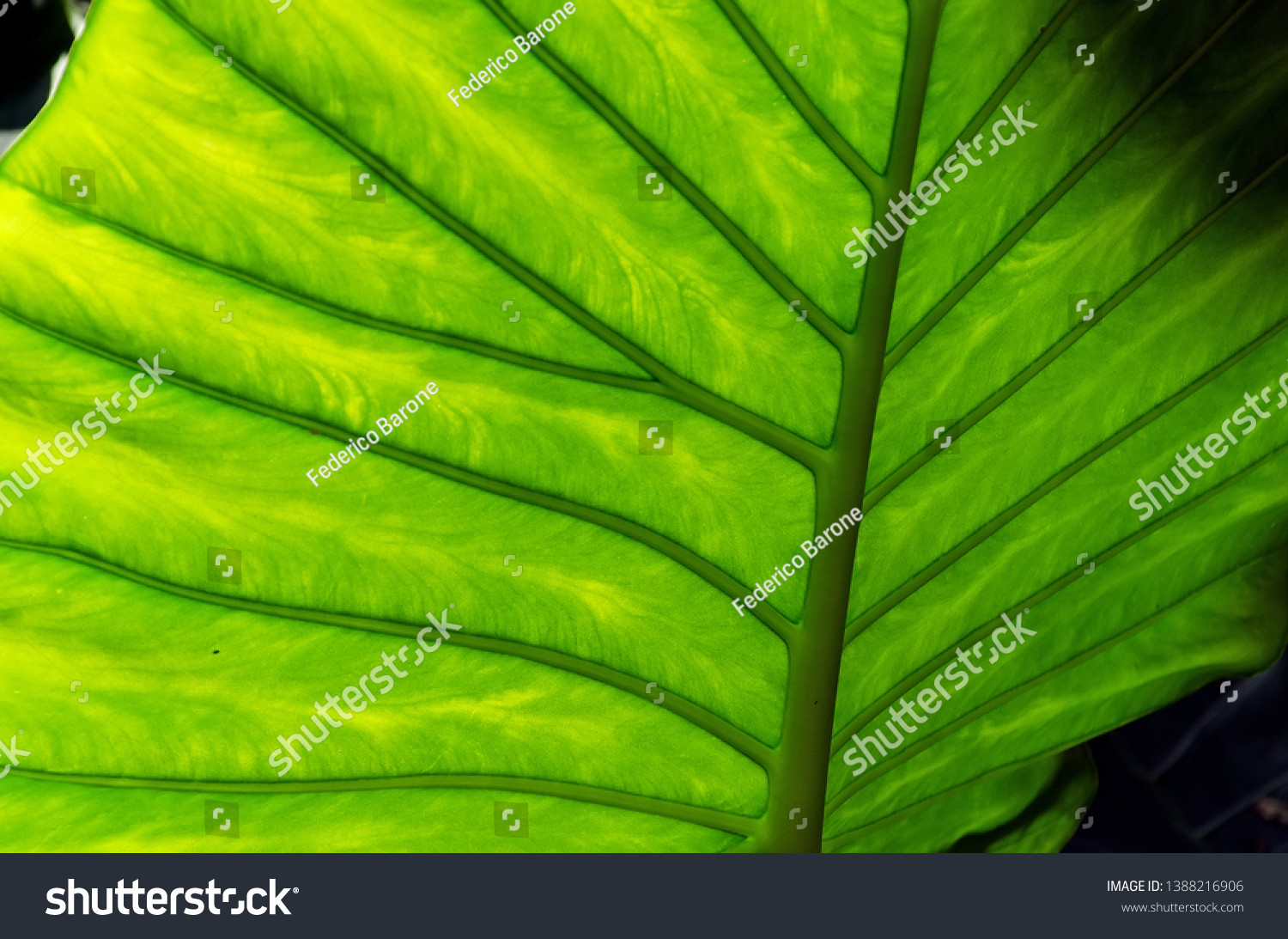 stock-photo-close-up-of-a-beautiful-and-