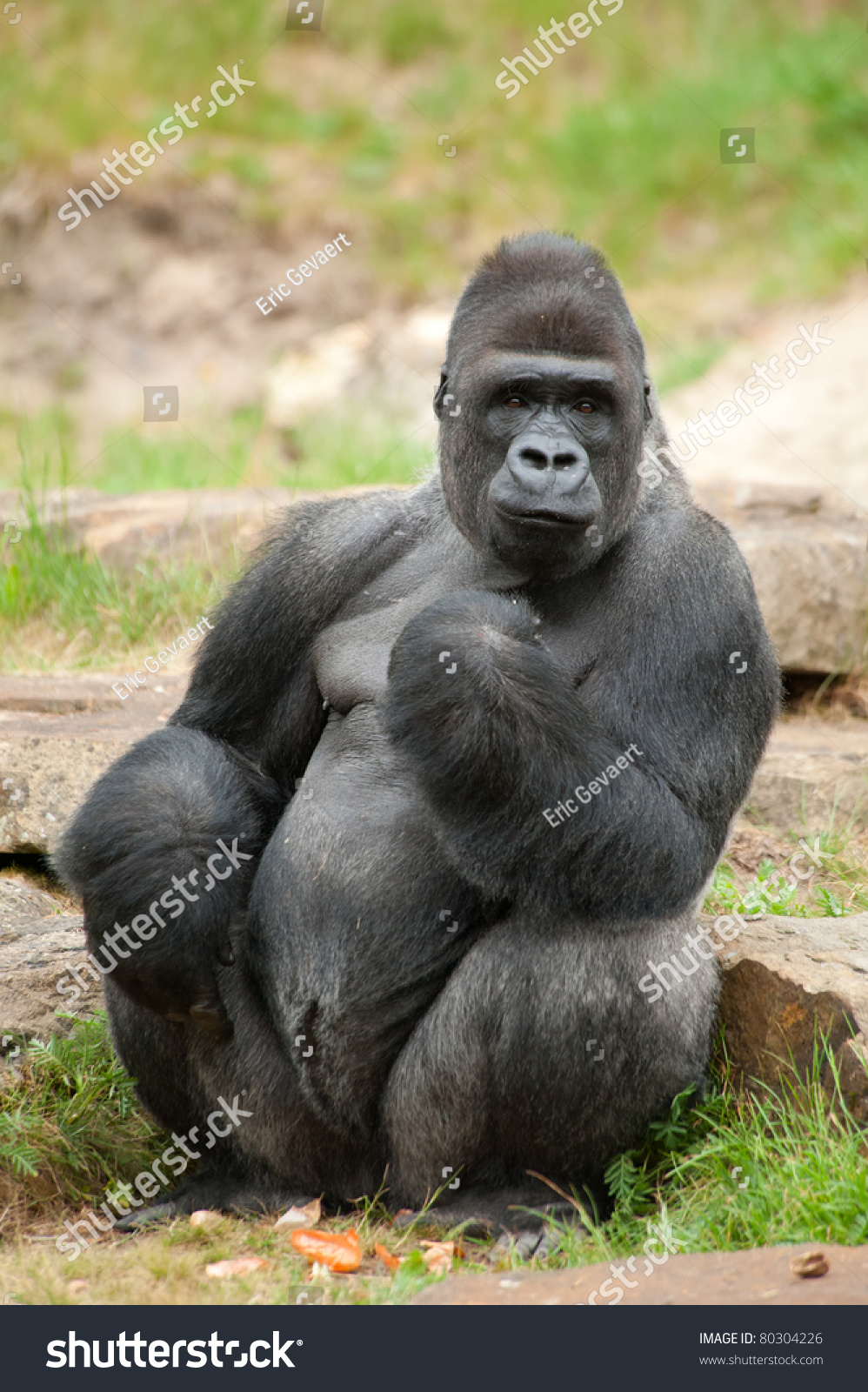 Closeup Big Male Silverback Gorilla Stock Photo 80304226 | Shutterstock