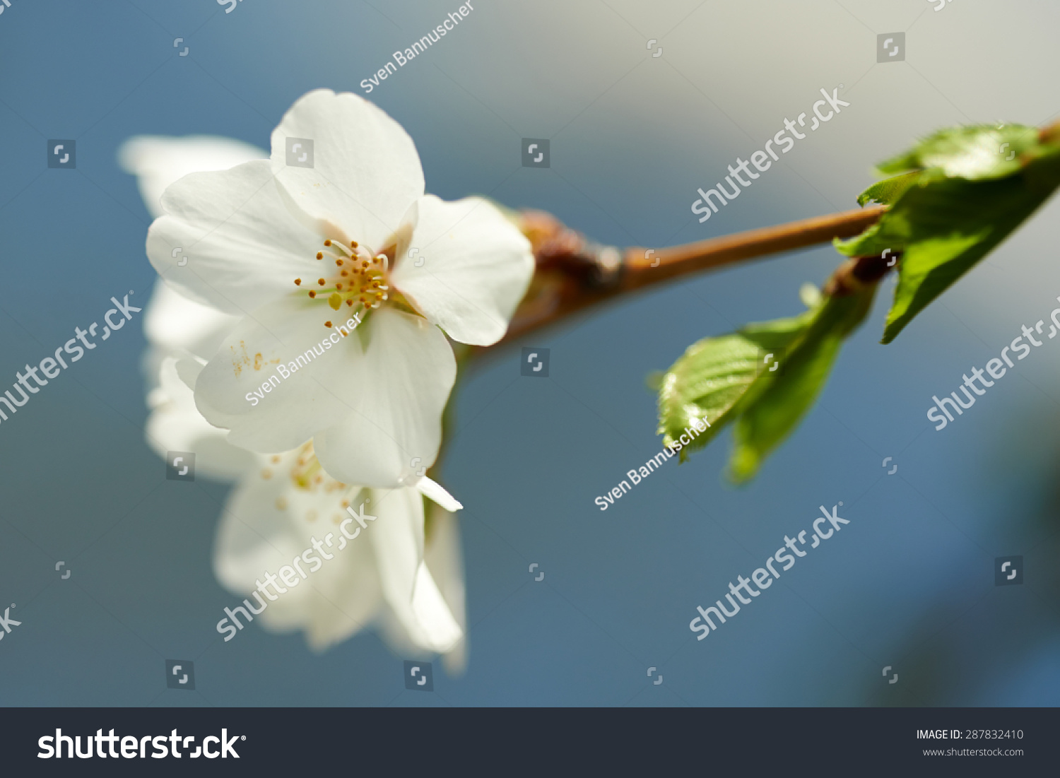 Closeup Cherry Blossom Front Blue Sky Stock Photo Edit Now