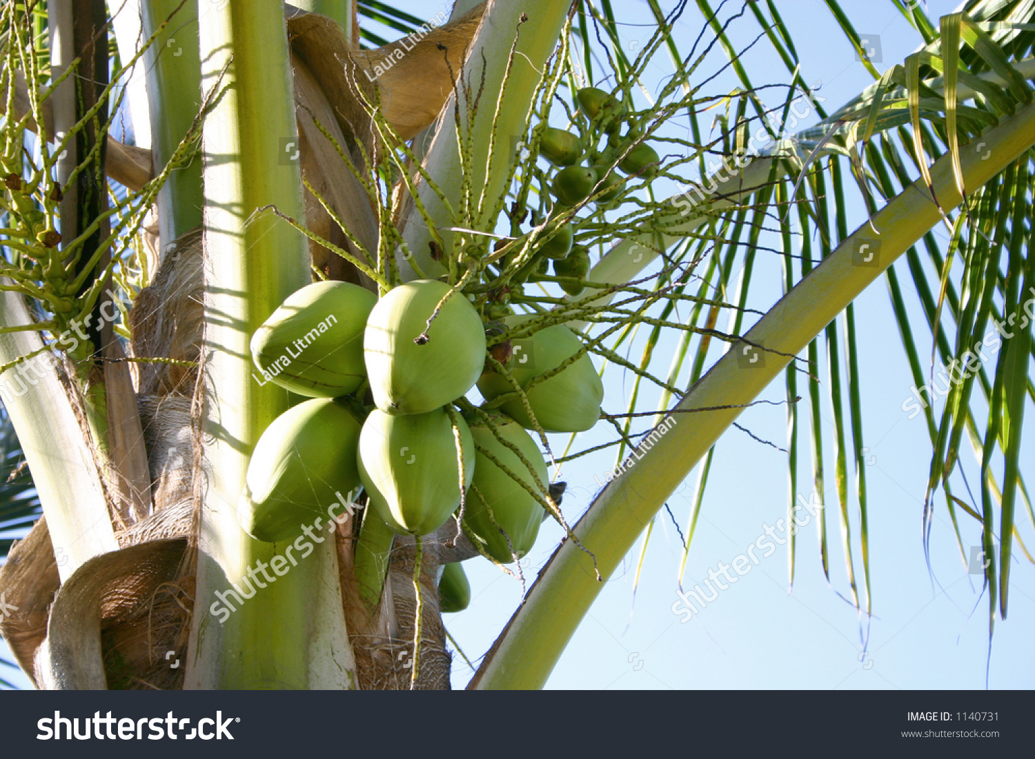 Close-Up Of A Coconut Tree In Mazatlan, Mexico Stock Photo 1140731 ...