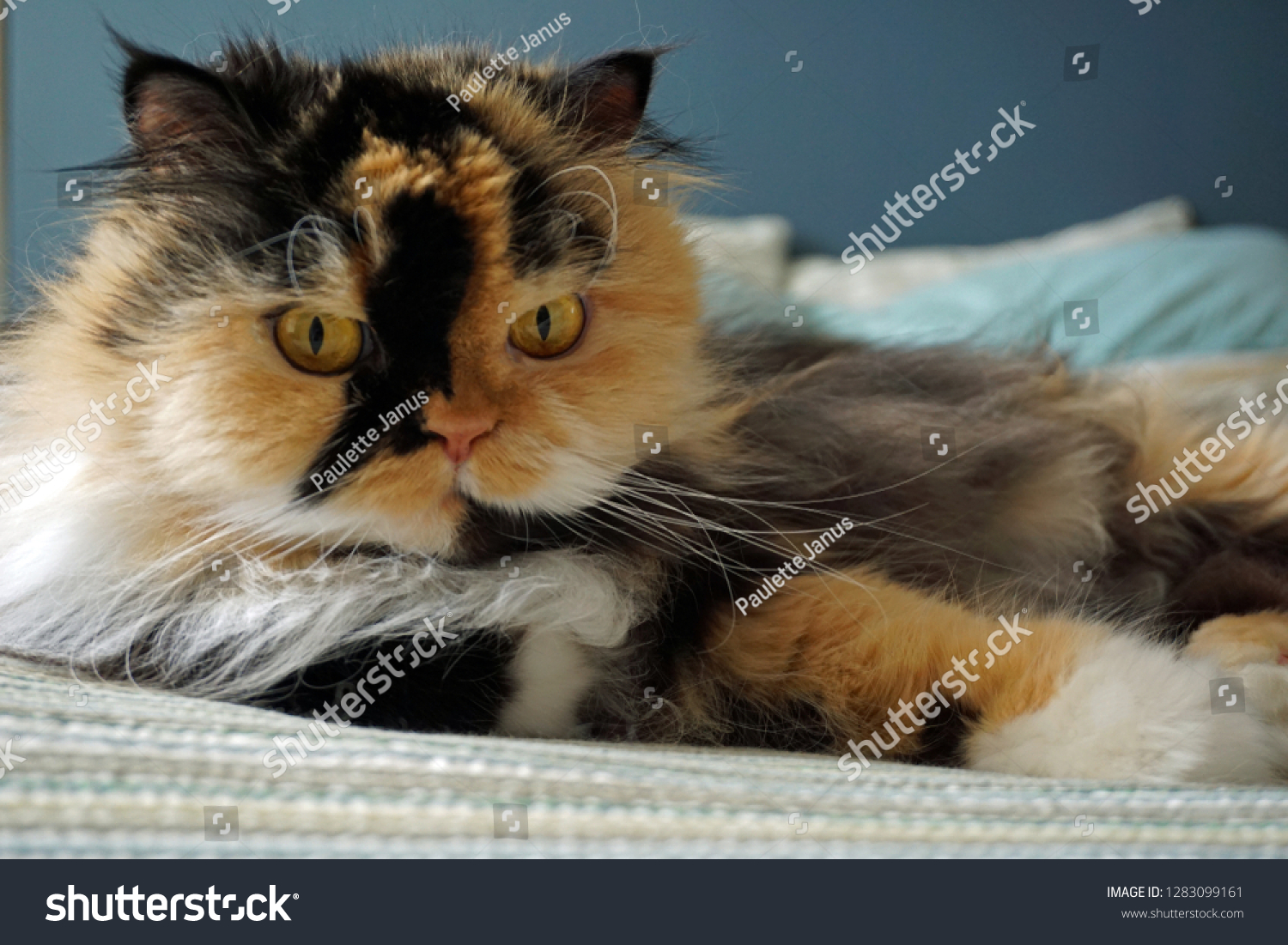 Close Cute Calico Orange White Black Stock Photo Edit Now 1283099161