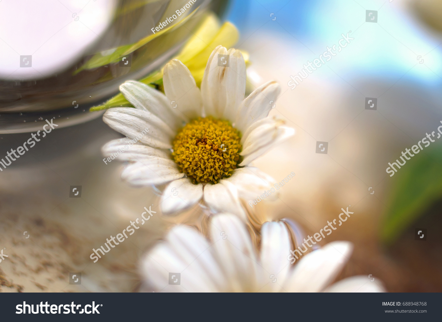 stock-photo-close-up-of-a-daisy-flower-i