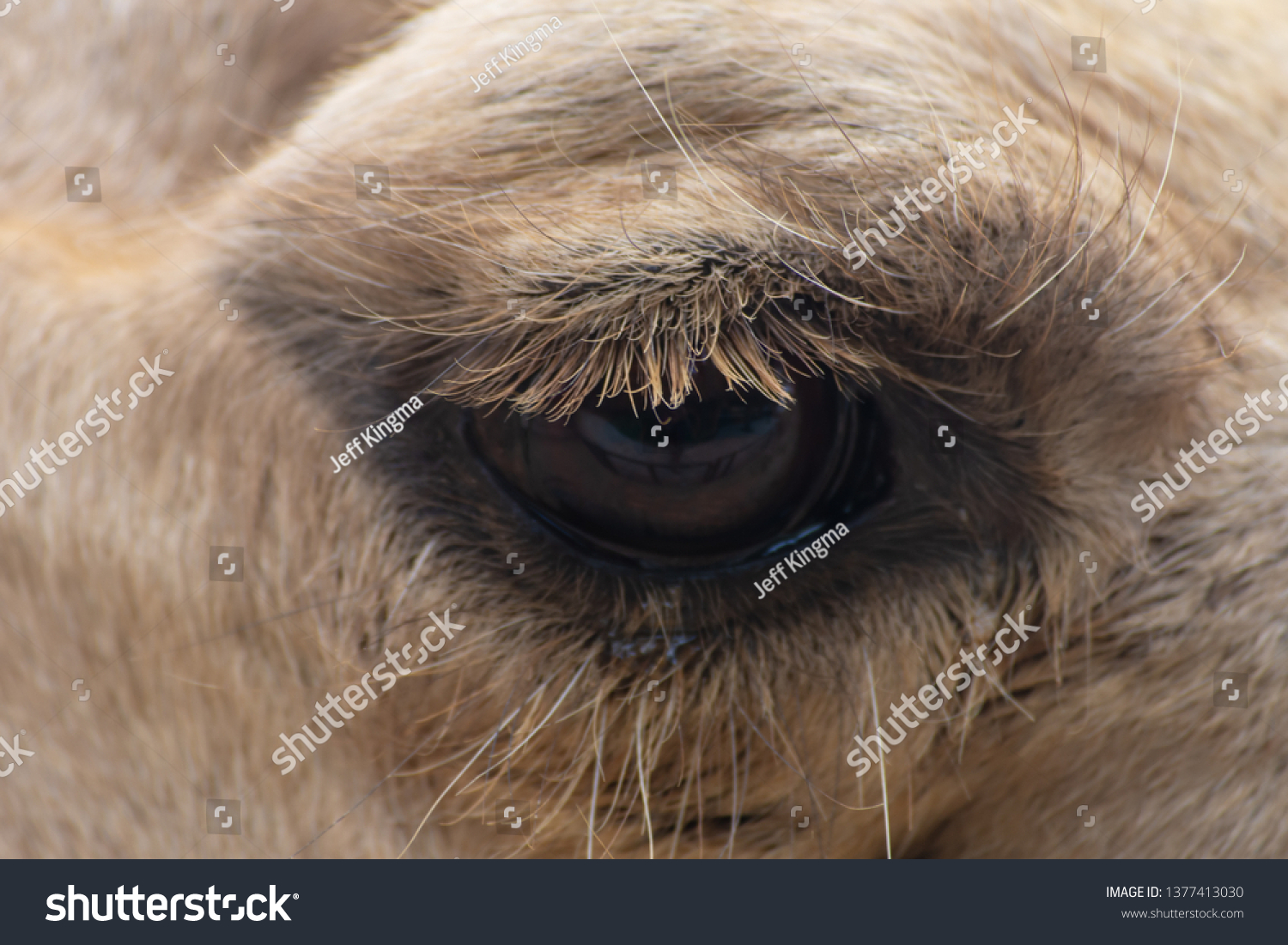 Closeup Desert Dromedary Camel Eye Middle Stock Photo Edit Now