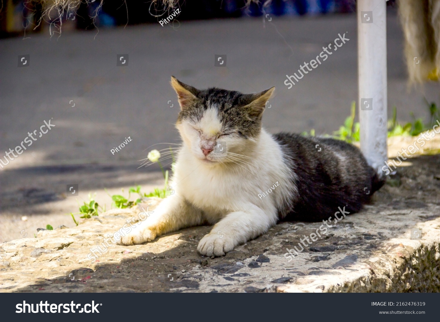 Closeup Dirty Stray Cat Laying On Stock Photo 2162476319 Shutterstock