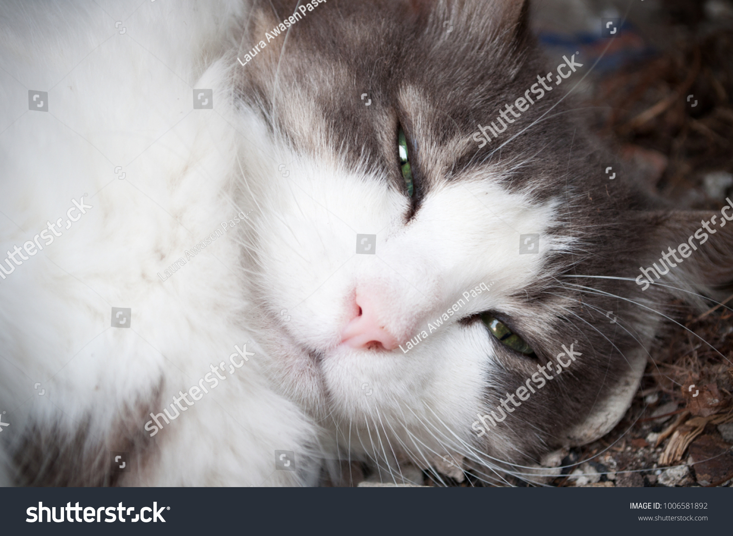 Close Furry Grey White Cat Emerald Stock Photo Edit Now 1006581892