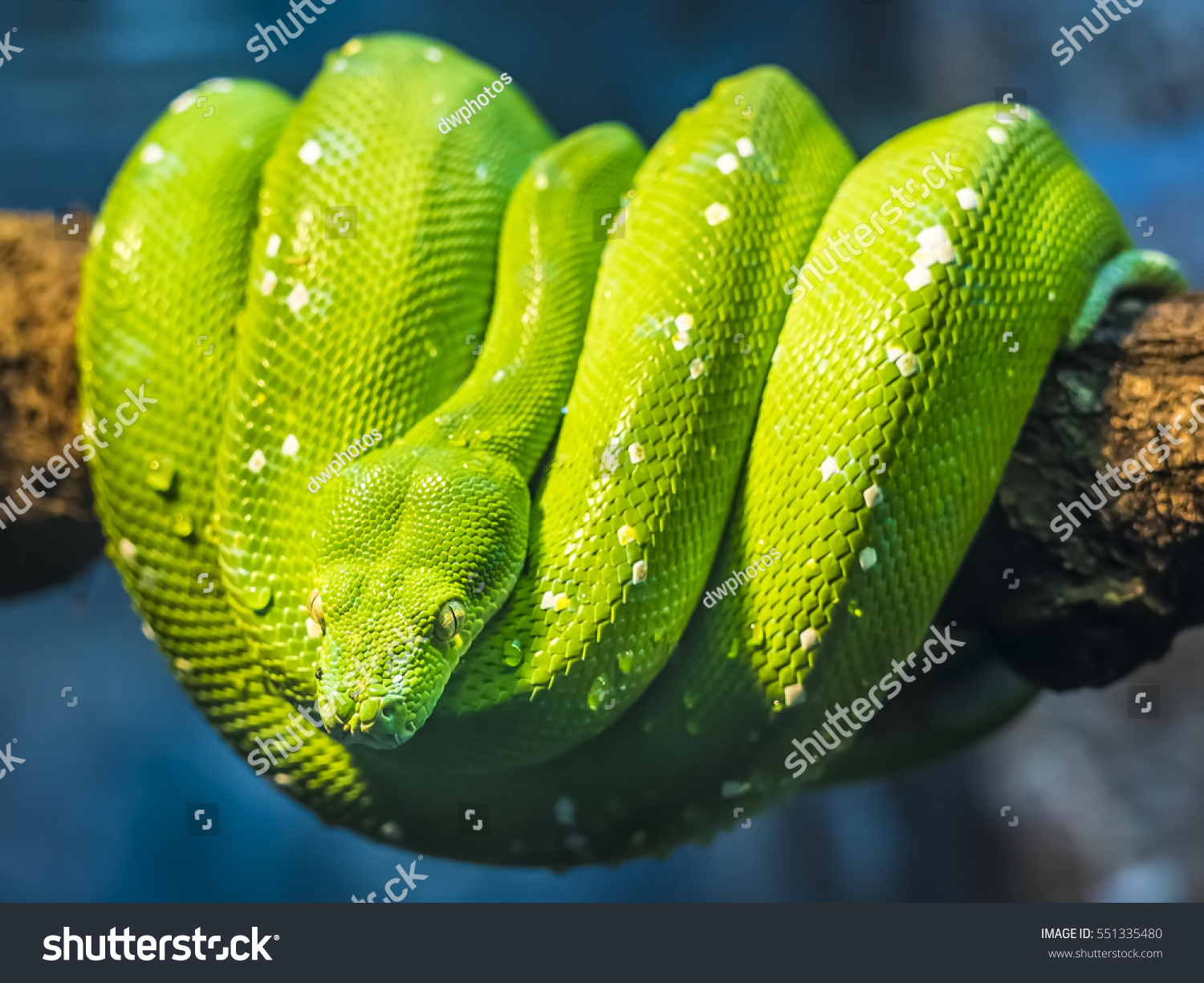 Closeup Green Tree Python Snake Stock Image Download Now