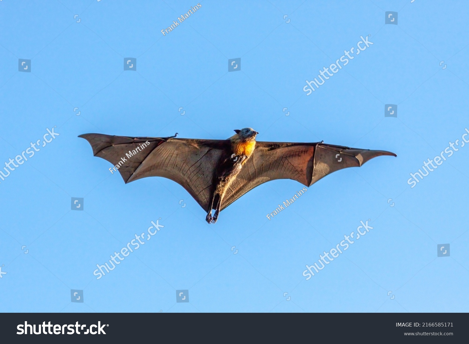 Closeup Greyheaded Flyingfox Pteropus Poliocephalus Flying Stock Photo 