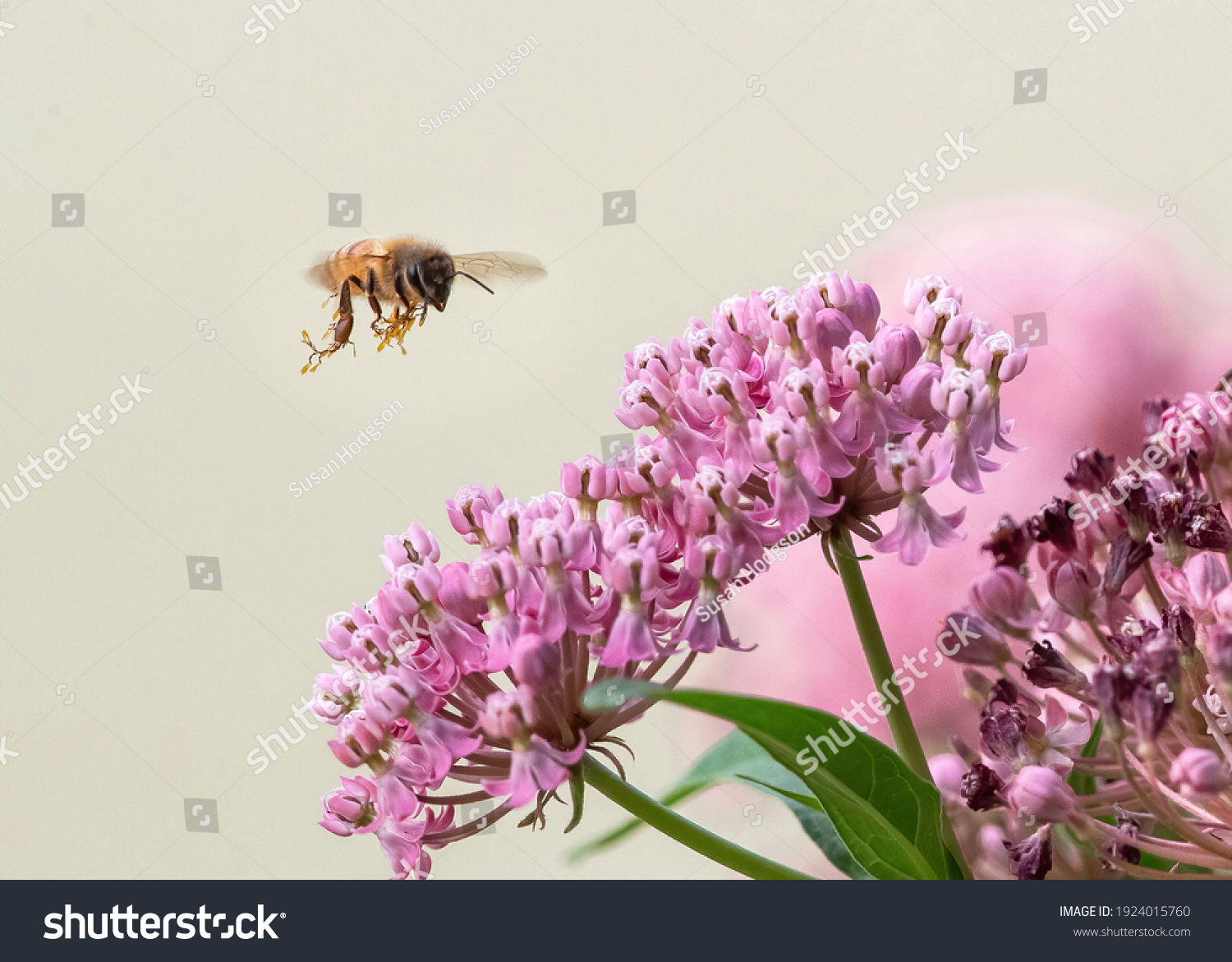 28 190件の Milkweed の画像 写真素材 ベクター画像 Shutterstock