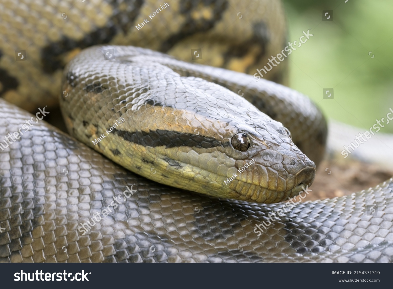 Close Large Green Anaconda Snake Stock Photo 2154371319 | Shutterstock