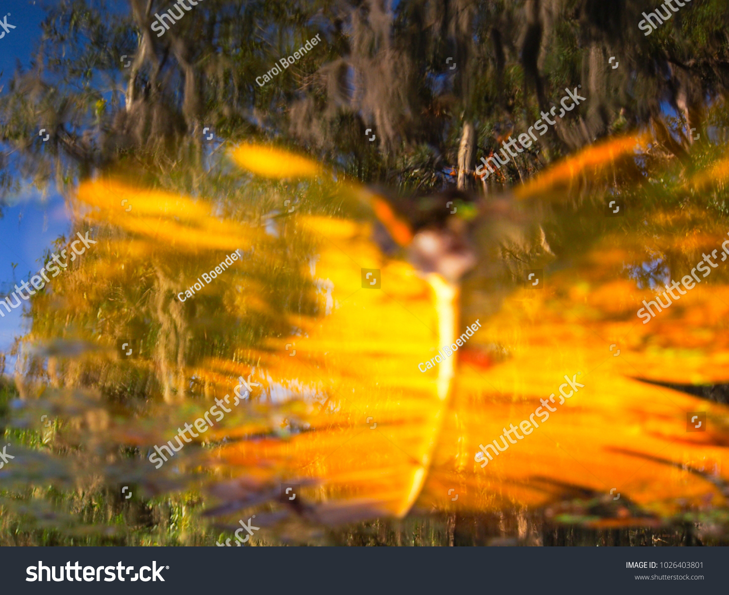 Download Closeup Large Yellow Leaf Floating On Stock Photo Edit Now 1026403801 PSD Mockup Templates