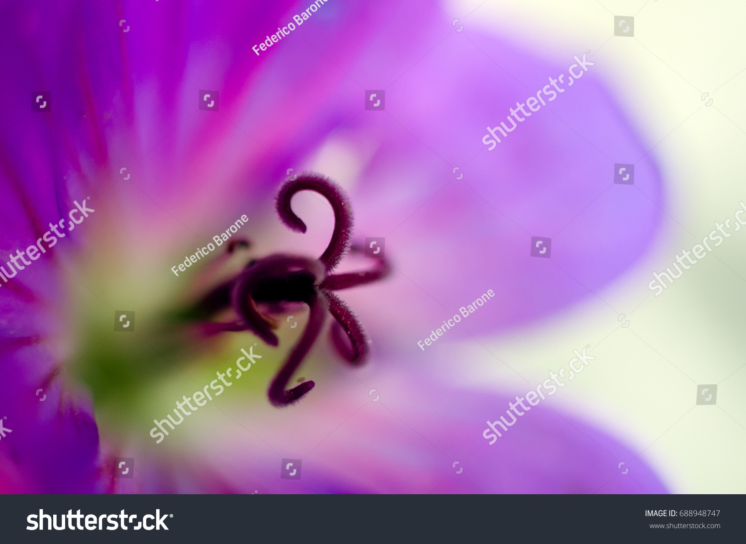 stock-photo-close-up-of-a-lila-geranium-