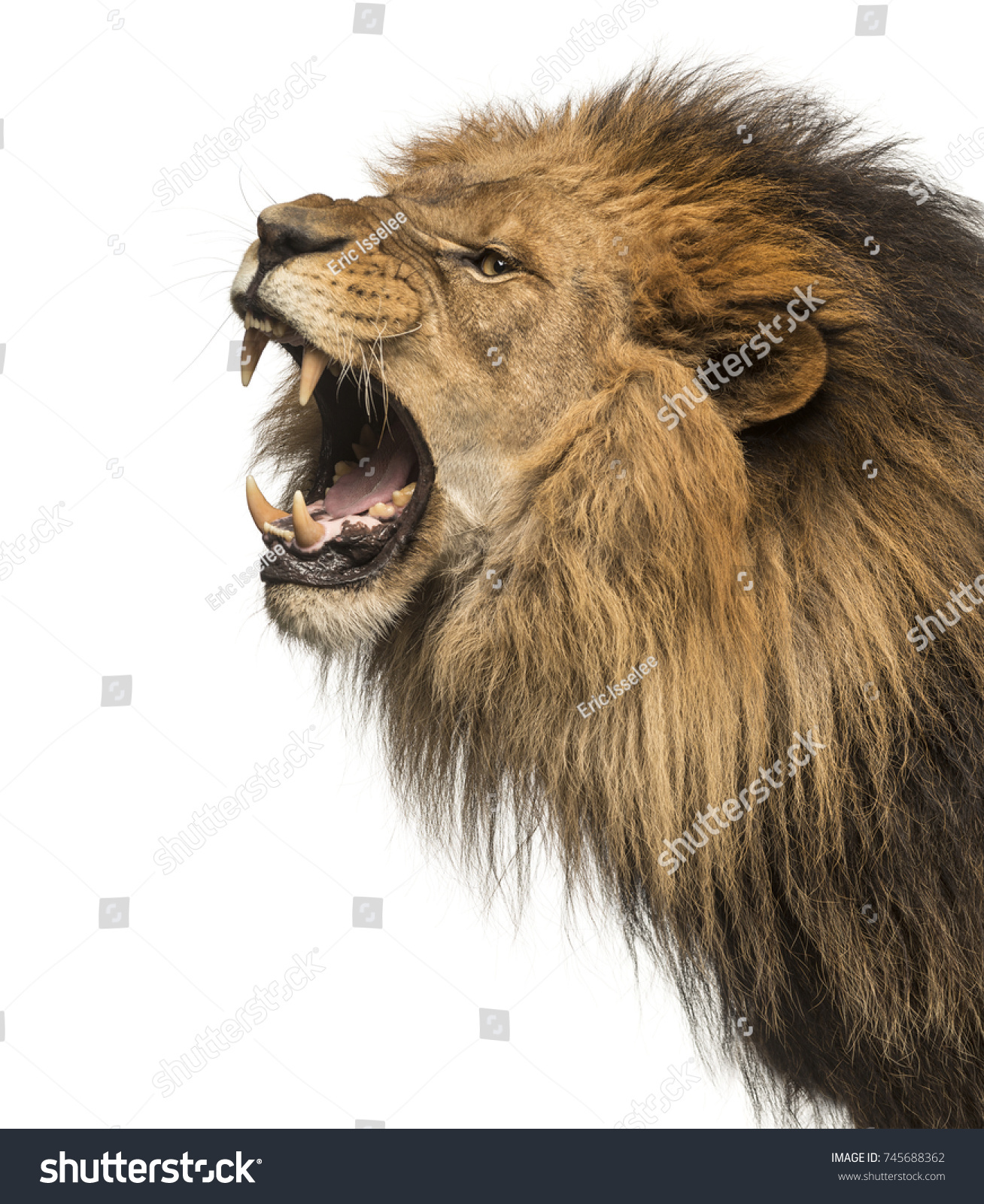 ライオンの騒々しい横顔の接写 パンテラ レオ 10歳 白い背景 の写真素材 今すぐ編集