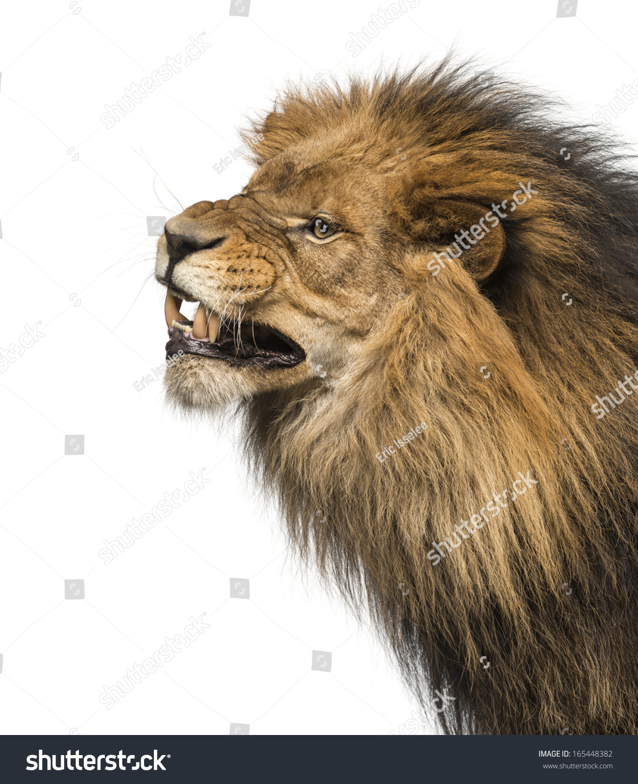 Close-Up Of A Lion'S Profile, Roaring, Panthera Leo, 10 Years Old ...