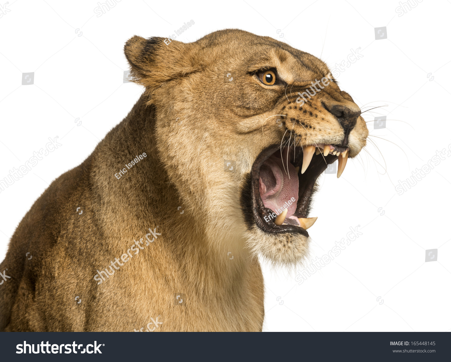 Powerpoint Template Violent Close Up Of A Lioness Roaring Inmllpilm