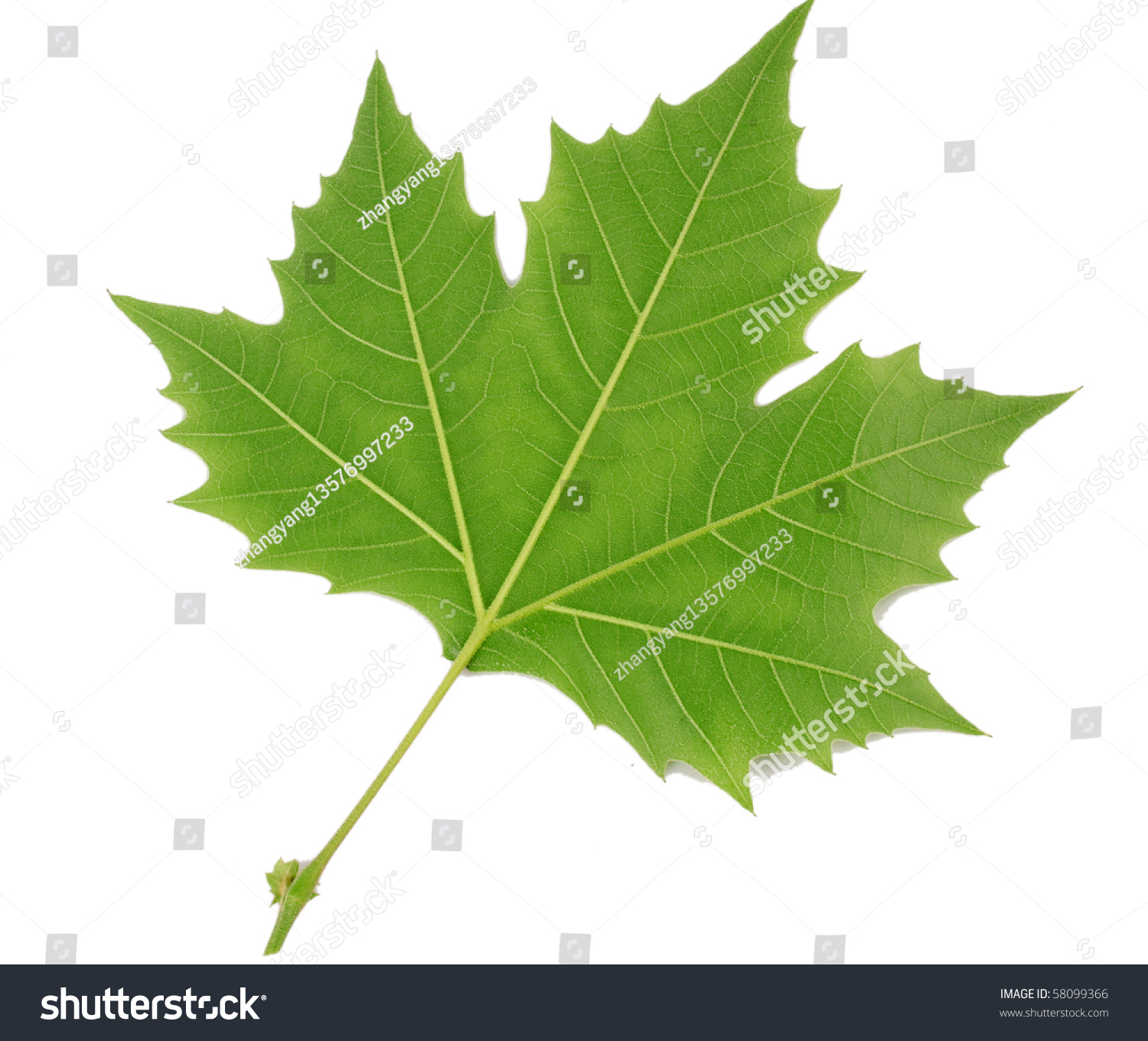 Closeup London Plane Platanus Acerifolia Leaf Stock Photo 58099366 ...