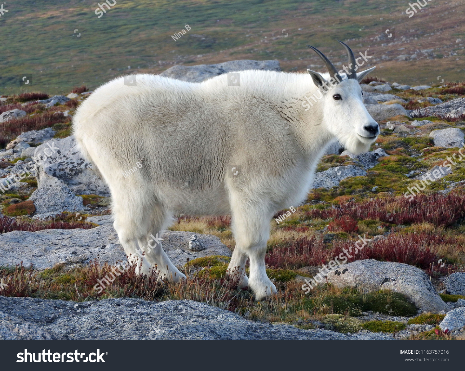 Close Mountain Goat Dusk Alpine Tundra Stock Photo Edit Now 1163757016