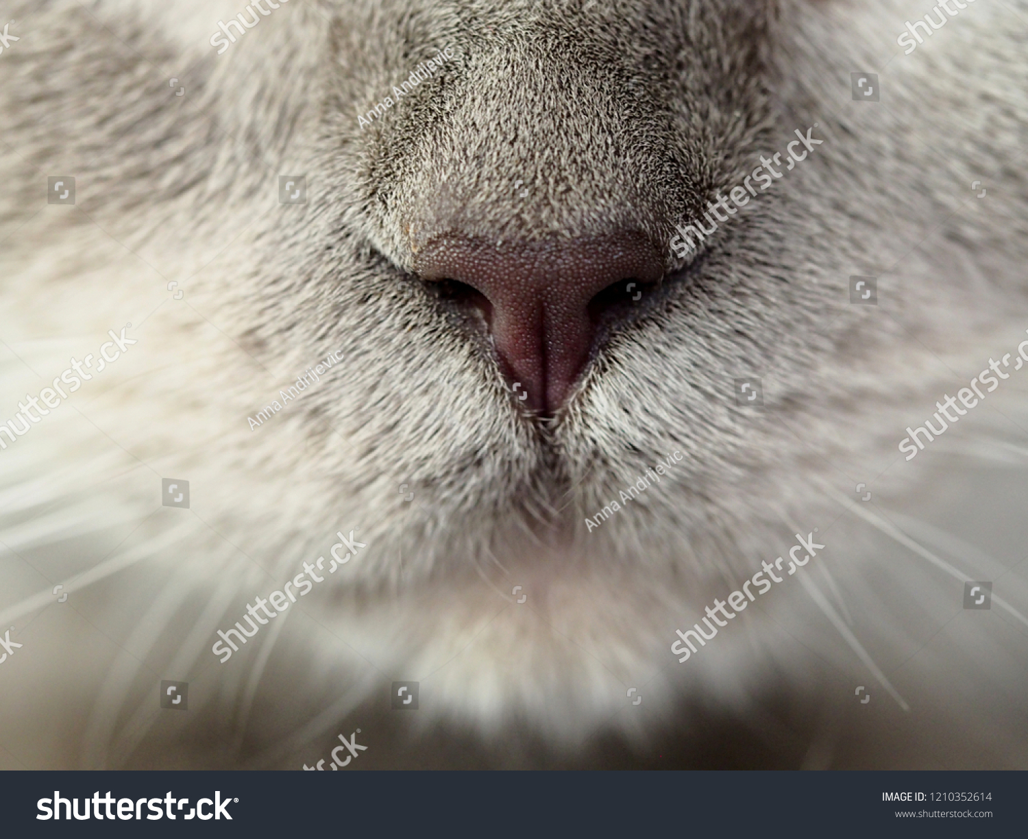 Close Nose British Shorthair Blue Point Stock Photo Edit Now