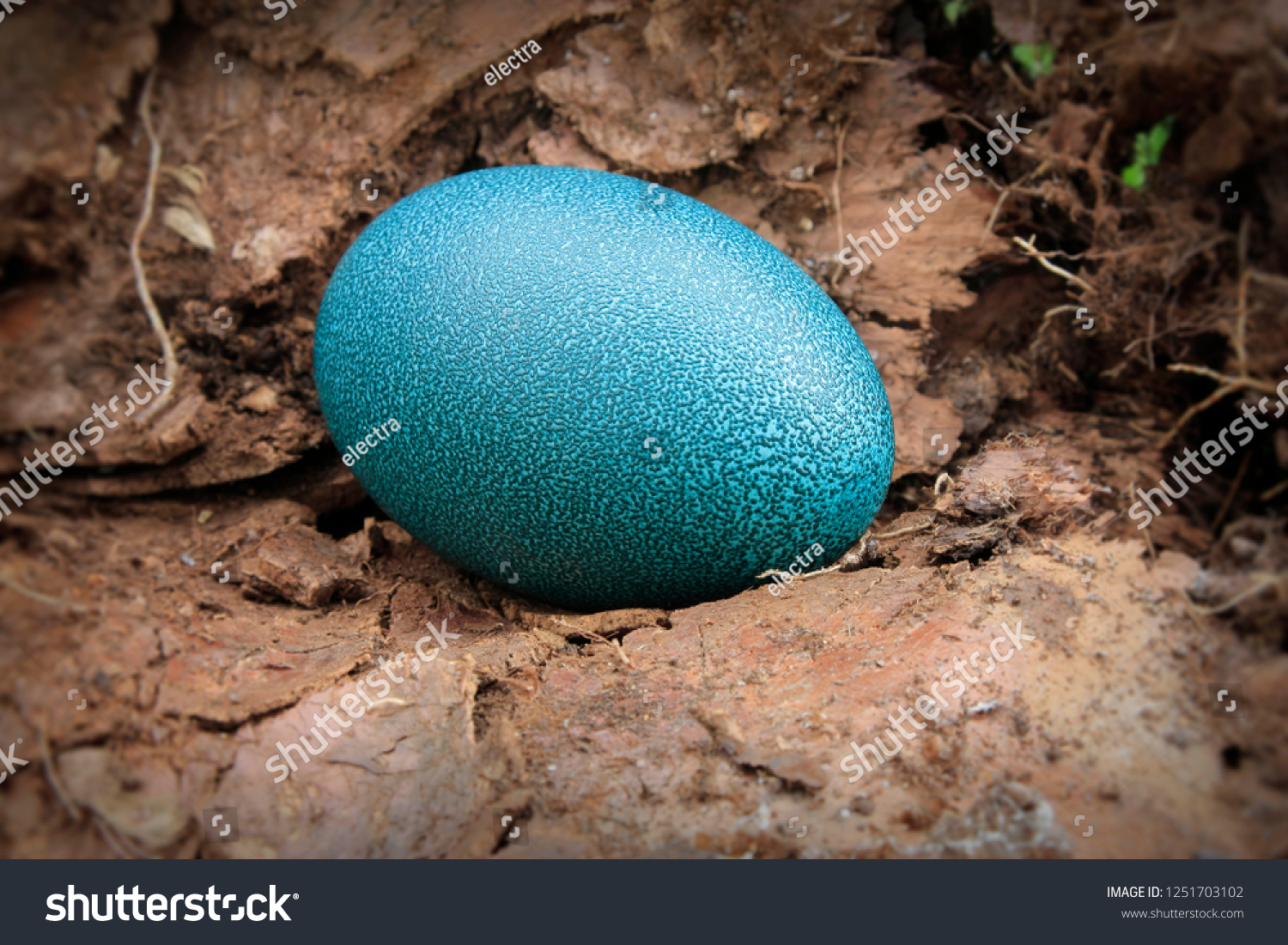 678 Emu egg Images, Stock Photos & Vectors | Shutterstock