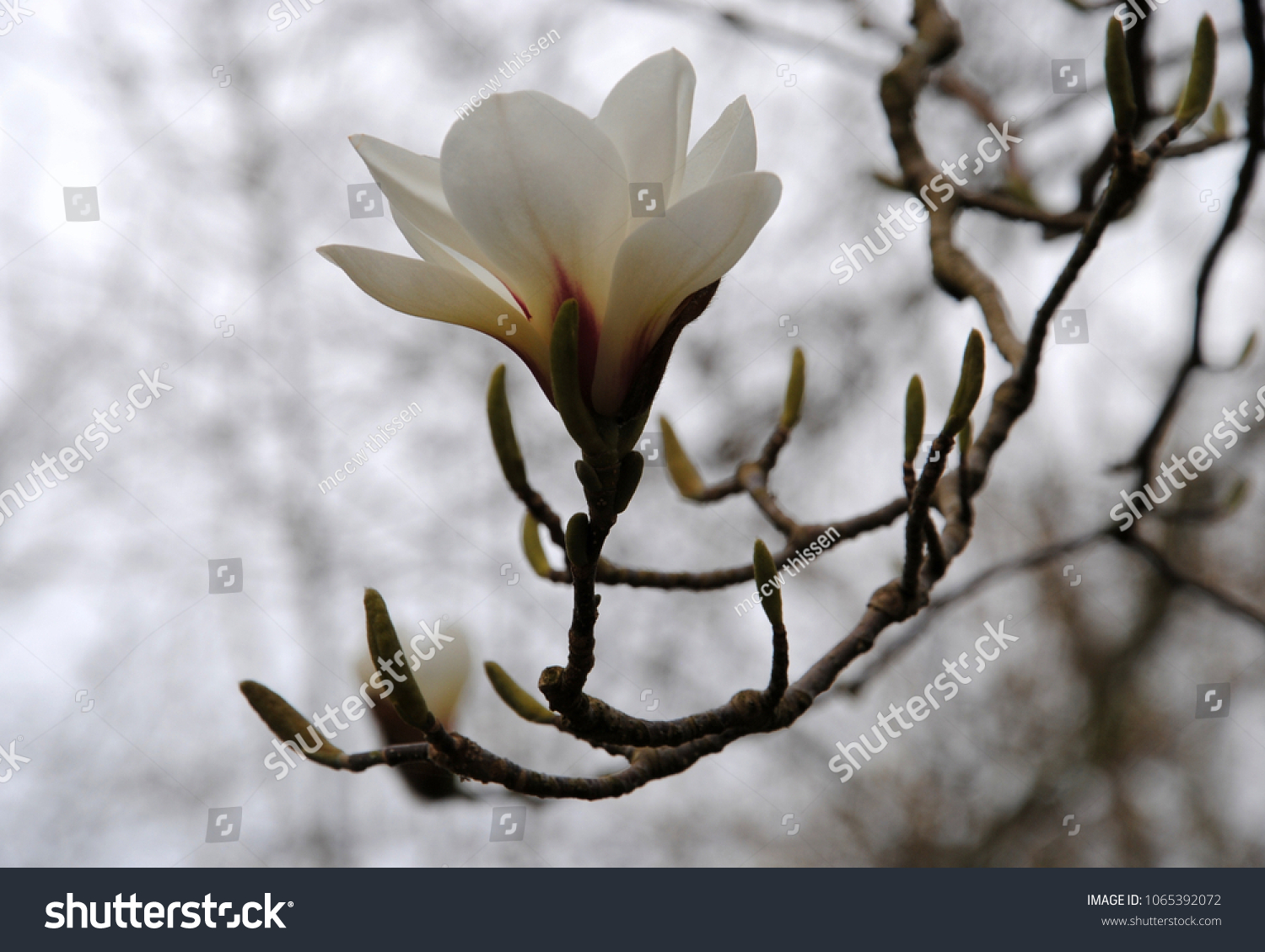 Trova immagini stock HD a tema Close Single Flower Magnolia Denudata  Lilytree e milioni di altre foto, illustrazioni e contenuti vettoriali  stock royalty free nella vasta raccolta di Shutterstock. Migliaia di nuove  immagini di alta qualità aggiunte ogni giorno.