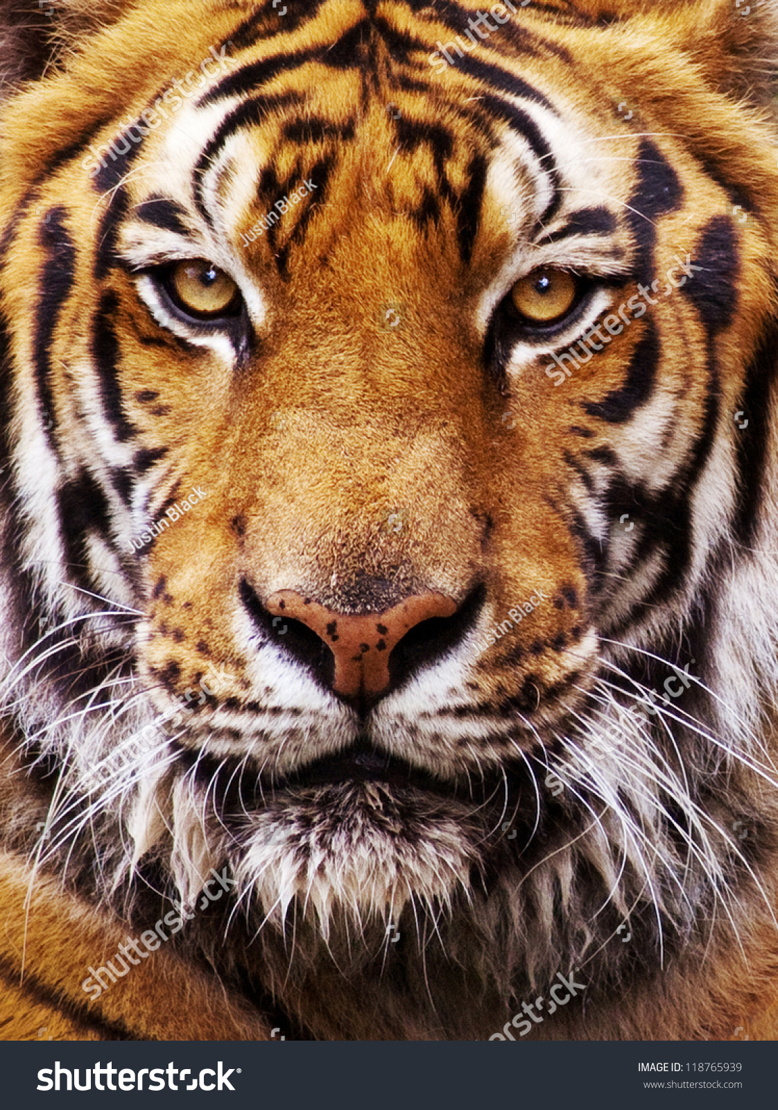 Closeup Tigers Face Stock Photo 118765939 - Shutterstock