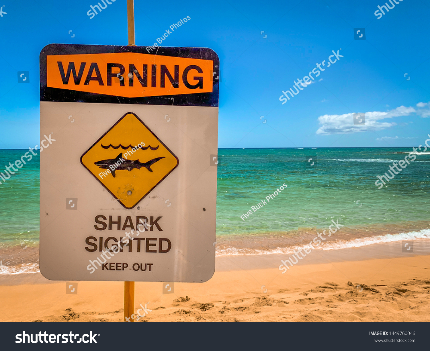 Closeup Warning Sign Shark Sighting On Stock Photo 1449760046 ...