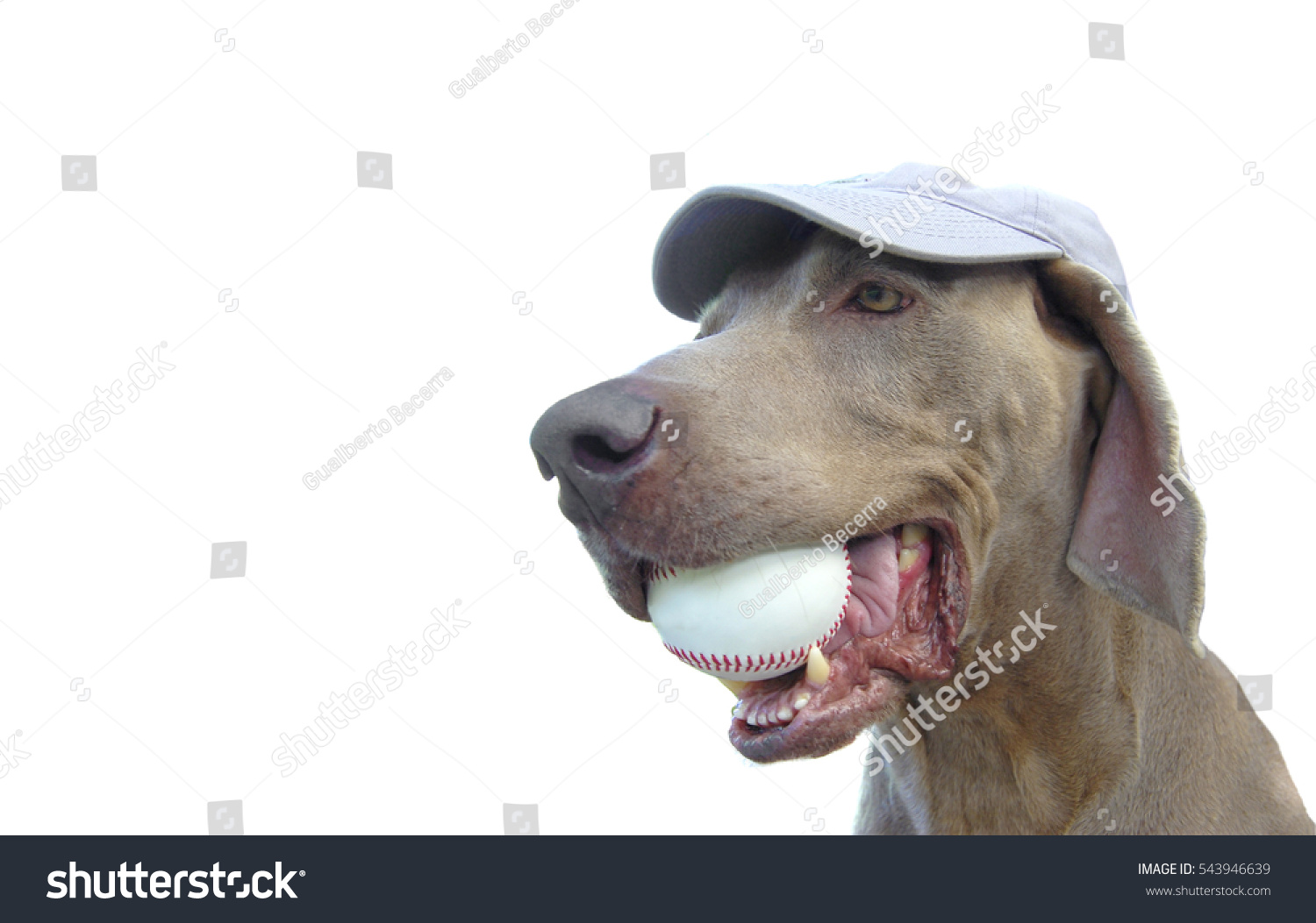 dog wearing baseball cap