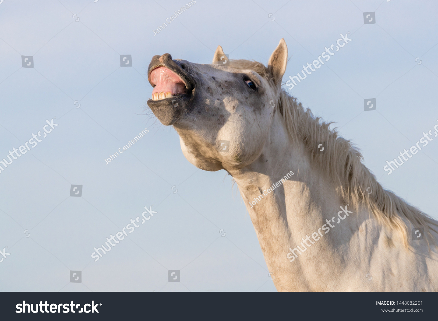 198 Flehmen response Images, Stock Photos & Vectors | Shutterstock